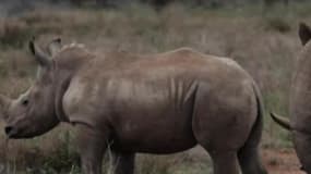 En Afrique du Sud, le braconnage décime les rhinocéros 