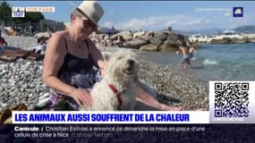 Alpes-Maritimes; les chiens souffrent aussi de la chaleur