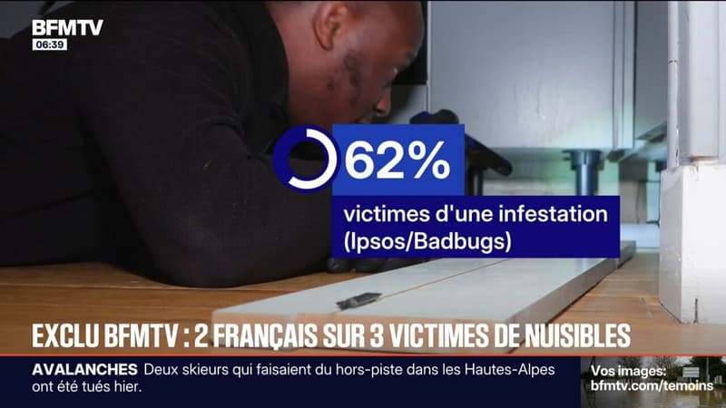 Punaises de lits, guêpes, rongeurs... 62% des Français ont subi une infestation ces cinq dernières années