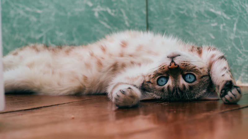 L'actuel record du ronronnement de chat le plus fort a été battu au Royaume-Uni