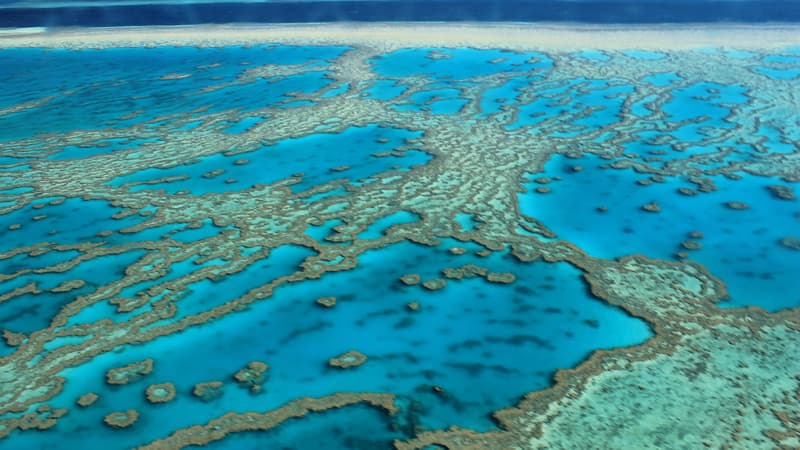 La Grande Barrière de corail est le plus grand récif corallien du monde et se situe au niveau de la mer de Corail, au large de l’Etat du Queensland, en Australie.