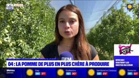 Alpes-de-Haute-Provence: la pomme de plus en plus chère à produire
