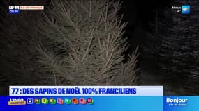 Seine-et-Marne: des sapins de Noël 100% franciliens