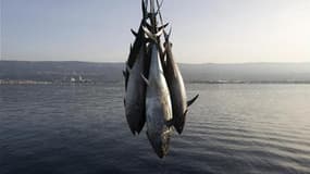 La Commission européenne a confirmé l'interdiction pour les senneurs de pêcher le thon rouge en Méditerranée mais a reporté le quota français restant au profit de la pêche côtière et artisanale, annonce le ministère français de l'Agriculture. /Photo d'arc
