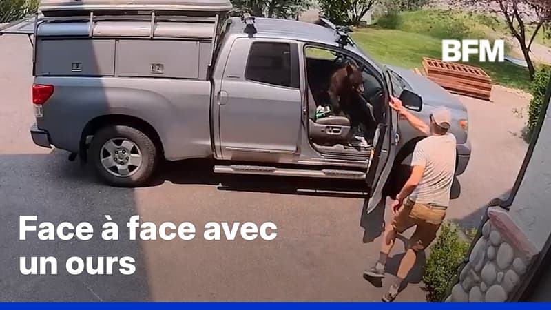 États-Unis: un homme se retrouve face à un ours dans sa voiture