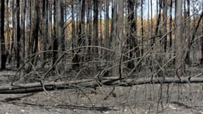 Photo prise le 20 août 2012 d'une forêt ravagée par un incendie près de Lacanau, en Gironde