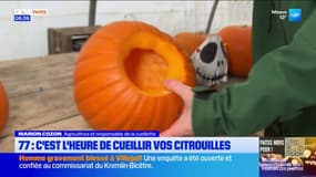 Seine-et-Marne: c'est l'heure de cueillir vos citrouilles 