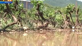 6 000 hectares de vignobles ont été détruits par un violent orage de grêle dans le Var?