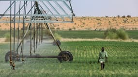 Un éleveur vérifie le fonctionnement d'un système d'irrigation à pivot central dans un champ de luzerne au Centre de démonstration de l'élevage du village d'Idini, en Mauritanie, le 18 juillet 2025. Plus de 80 % du territoire mauritanien est recouvert par le désert. (Photo d'illustration)