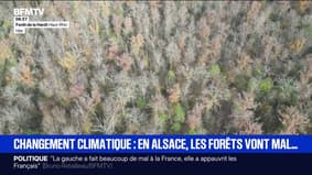 Changement climatique: en Alsace, les forêts luttent contre la sécheresse