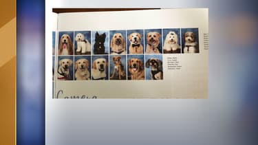 Les chiens du lycée ont eu droit à leur photo
