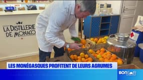 Les Monégasques profitent de leurs agrumes