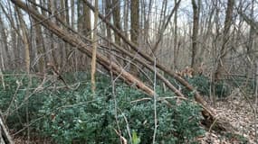 20% des arbres sont morts dans la forêt de Malissol.