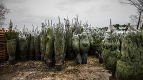 Des sapins de Noël préparés pour la vente, le 1er décembre 2023 à Saint-Bonnet-sur-Gironde (Gironde).
