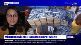 Méditerranée: les sardines rapetissent