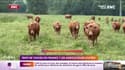 Trop de vaches en France: les agriculteurs outrés