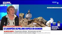 Planète Locale du mercredi 8 novembre - Le Lagopède alpin, une espèce en danger