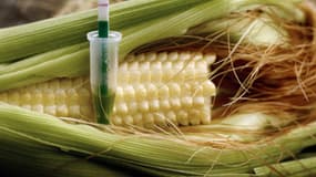 Un épi de mais génétiquement modifié par la firme Monsanto. 