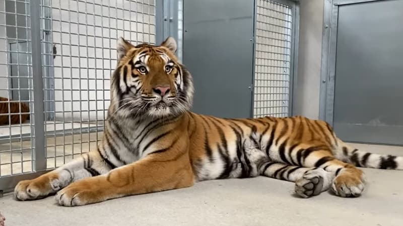 Détenu illégalement chez un sportif français célèbre, le tigre Kaïro est mort dans un refuge en Mayenne