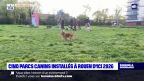 Rouen: la municipalité annonce l'installation de cinq parcs canins d'ici 2026