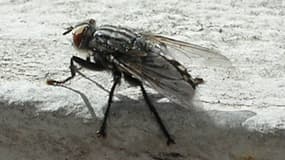 Une mouche
