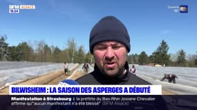 La saison des asperges a débuté avec du retard à Bilwisheim