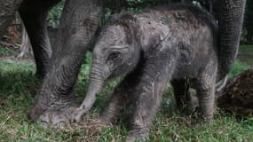 Un éléphanteau femelle de Sumatra (Elephas Maximus Sumatranus), âgée de moins d’un jour et pesant 104 kg, joue près de sa mère, nommée Ngatini, dans le parc touristique naturel de Buluh Cina dans la régence de Kampar, dans la province de Riau, le 4 novembre 2024.