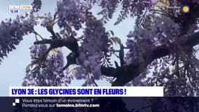 Lyon: le festival des Glycines de retour dans le quartier de Monchat