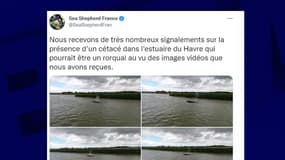 Un cétacé a été repéré dans la Seine ce jeudi 30 juin 2022