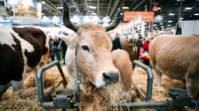 Une vache de race Nantaise et son veau lors du Salon international de l'agriculture (SIA), le 26 février 2025 à Paris (photo d'illustration).
