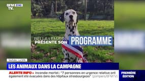 Chat, chien, chèvre... Les animaux s'invitent dans la campagne des municipales