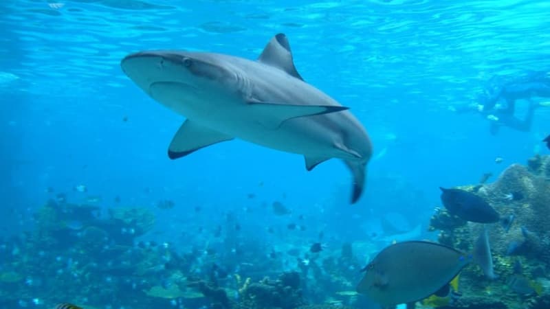 Bahamas: une Américaine tuée par une requin