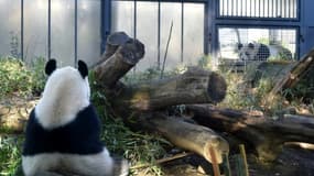 Shin Shin, une femelle panda géante (à gauche), mâche du bambou au zoo Ueno à Tokyo, le 2 février 2016, pendant que le mâle Ri Ri, la regarde