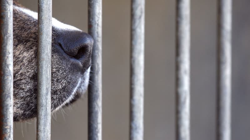 Une association a recueilli le labrador qui ne pesait plus que 12 kilos (photo d'illustration). 