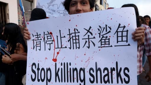 Des habitants de l'île de Santa Cruz aux Galapagos manifestent le 14 août 2017 pour s'opposer à la pêche aux requins pratiquée par des navires chinois