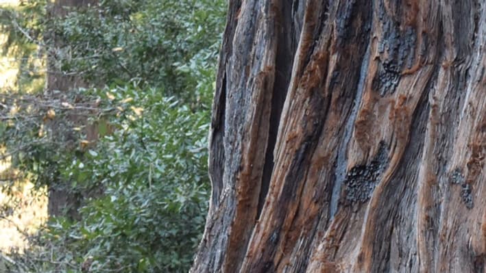 Une Mercedes sous le Chandelier Tree Une Mercedes sous le Chandelier Tree