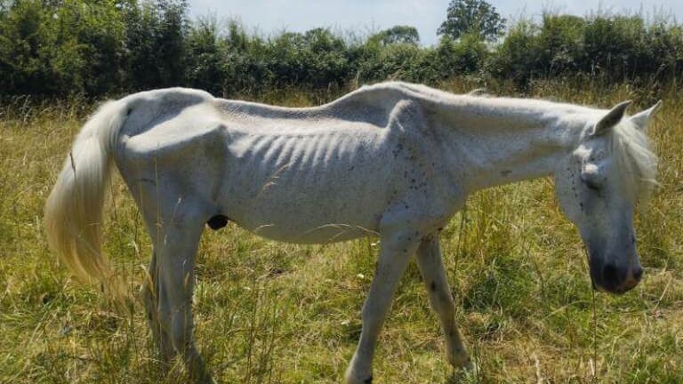 Le cheval dénutri a été retrouvé à Val d’Arry, ce mercredi 26 juin.