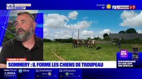 Terre et Mer du jeudi 1er juin - Sommery : il forme les chiens de troupeau 