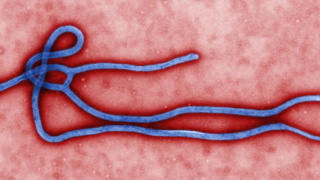 La morphologie ultra-structurelle du virus Ebola.
