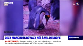 Marne-la-Vallée: deux manchots royaux sont nés à Val d'Europe