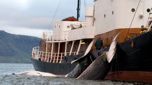 L'Islande et la Norvège défient un moratoire de la Commission baleinière internationale (CBI) sur la chasse à la baleine à des fins commerciales.