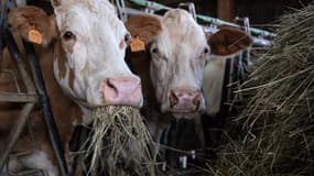 La fièvre charbonneuse, ou anthrax, provoque une mort foudroyante chez les bovins et peut parfois contaminer l'Homme (PHOTO D'ILLUSTRATION)