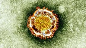 Le coronavirus vu au microscope. 