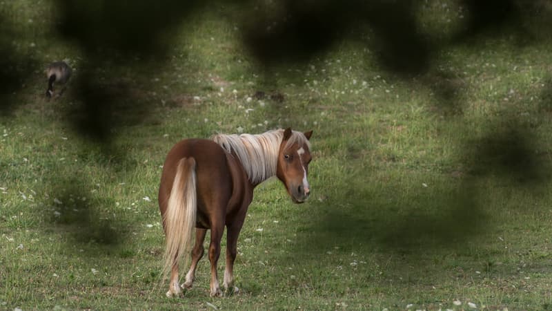 Un cheval. (Photo d'illustration)