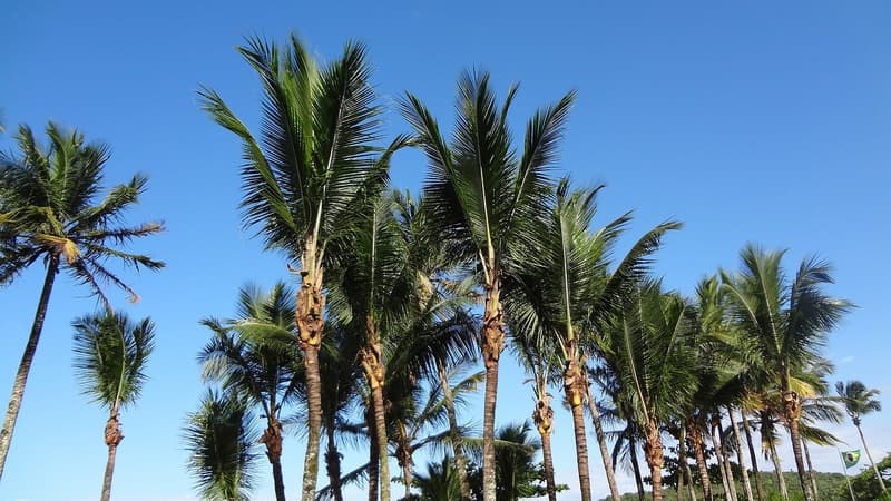 Pour tailler un palmier, il faut connaître ses particularités