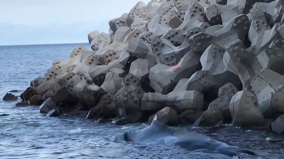 placeholder video