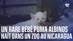  Un bébé puma albinos naît dans un zoo au Nicaragua