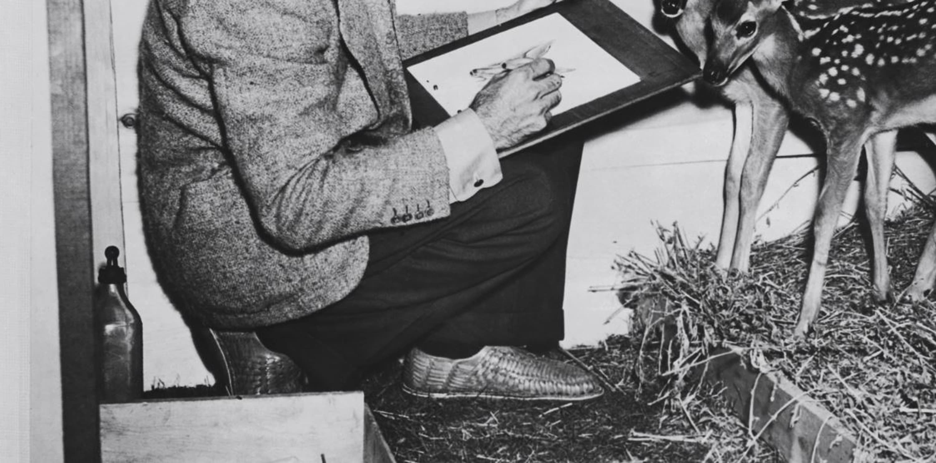 Walt Disney dessinant un faon en 1942.