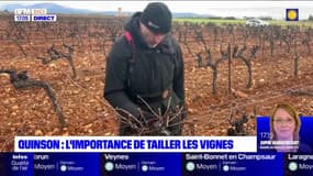 Alpes-de-Haute-Provence: l'importance de tailler les vignes en hiver