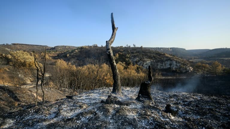 Des terres brûlées après l'incendie près de Fontjoncouse, dans l'Aude, le 8 août 2025